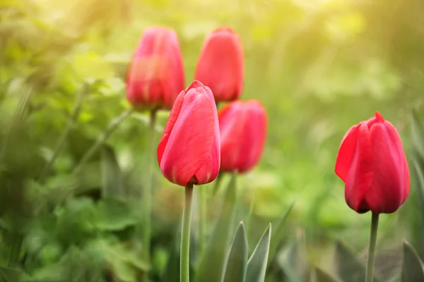 Roztomilé červené tulipány — Stock fotografie