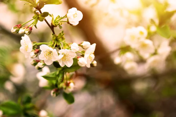 Blooming plum tree branch at sunset — Stock Photo, Image