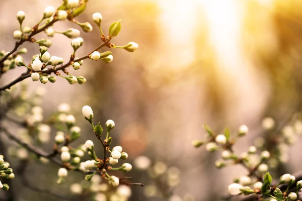 Flowering plum tree branches — Stock Photo, Image