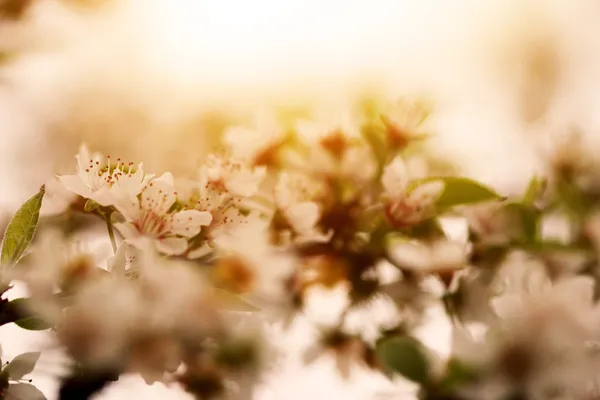 Albaricoque floreciente en primavera — Foto de Stock