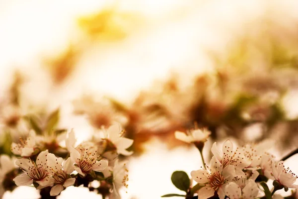 Albaricoque floreciente — Foto de Stock