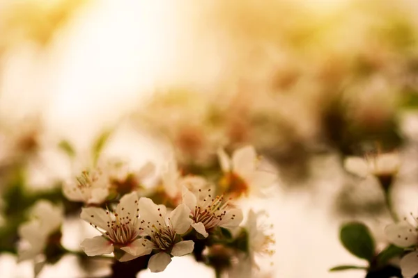 Flores de albaricoque — Foto de Stock