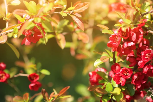 Arbusto con flores rojas —  Fotos de Stock