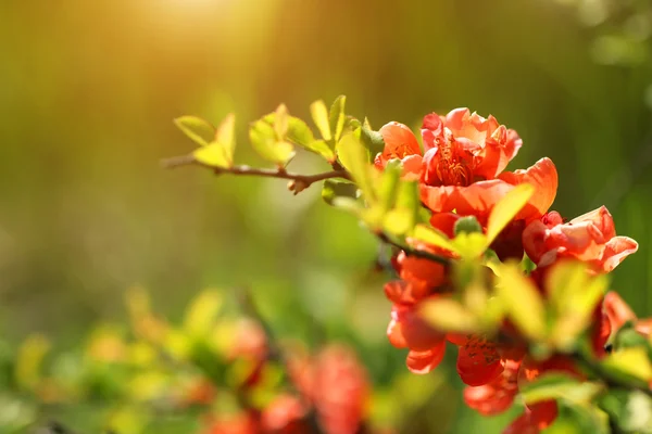 Branch with red flowers — Stock Photo, Image