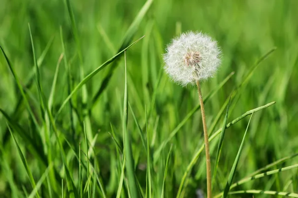 Dandelion antara rumput hijau — Stok Foto