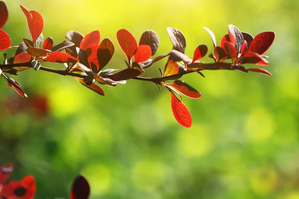 Rama de árboles con hojas ROJAS — Foto de Stock