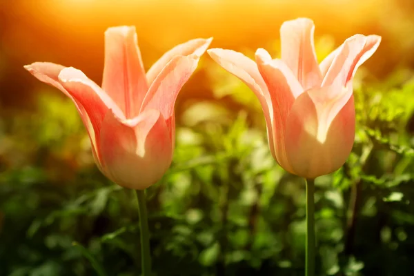 Krásné růžové tulipány při západu slunce — Stock fotografie
