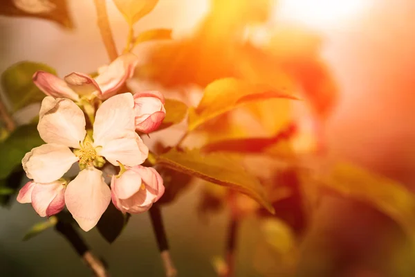Apple tree flower at sunset — Stock Photo, Image