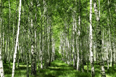 Beautiful birch grove at summer clipart