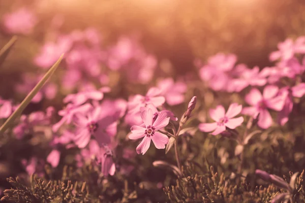 Flores violeta bonito em estilo vintage — Fotografia de Stock