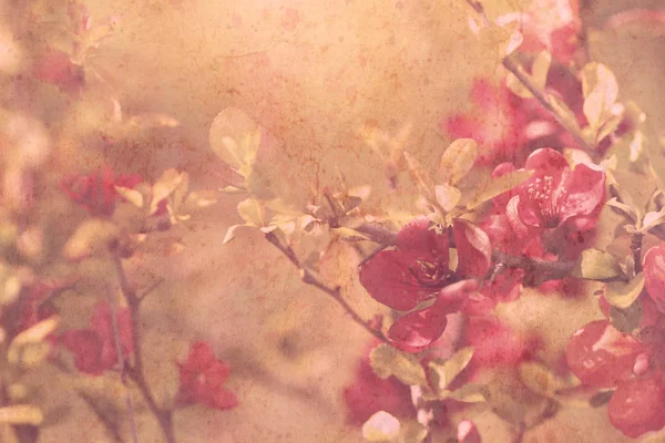 Λεπτή κόκκινα λουλούδια σε στυλ vintage — Φωτογραφία Αρχείου