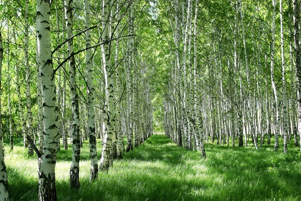 huş ağacı korusu