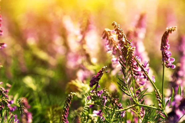 Lavender flowers at sunset — Stock Photo, Image