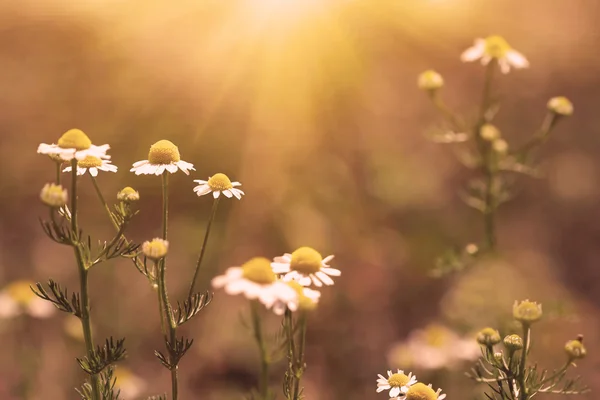 Flores de camomila ao pôr do sol — Fotografia de Stock