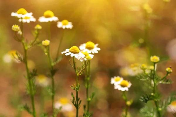 Leuke chamomiles — Stockfoto