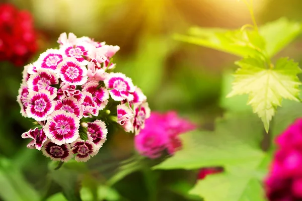 Pink and white garden flowers — Stock Photo, Image