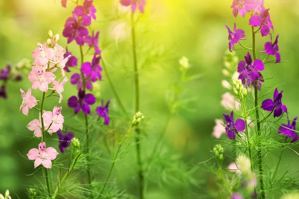 Ροζ και μπλε delphinium λουλούδια στο ηλιοβασίλεμα — Φωτογραφία Αρχείου