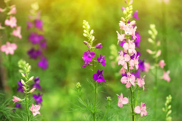 Delphinium λουλούδια στο ηλιοβασίλεμα — Φωτογραφία Αρχείου