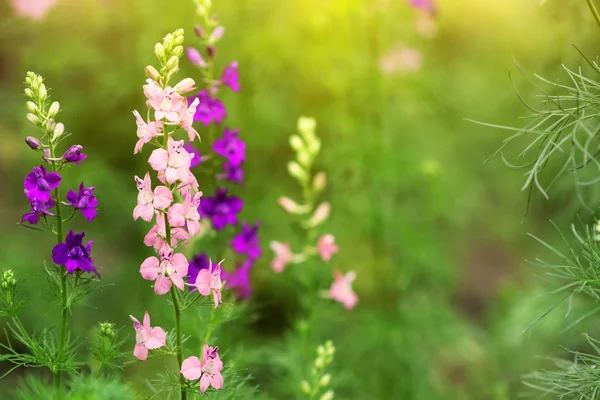 Ładny delphinium kwiaty na zachodzie słońca — Zdjęcie stockowe