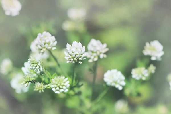 Słodkie, białe kwiaty, małe — Zdjęcie stockowe