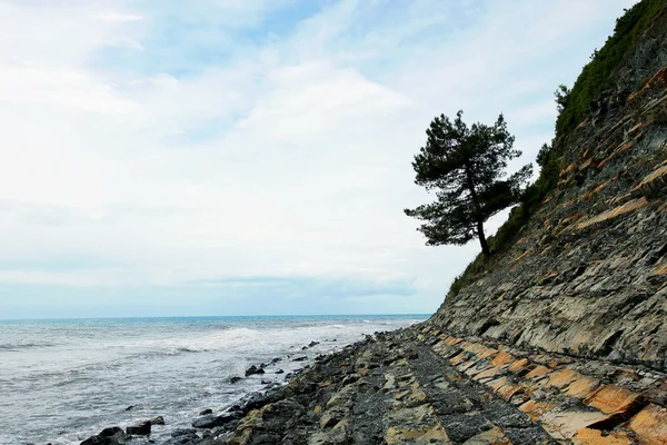 Baum auf einem Felsen über dem Meer — Stockfoto