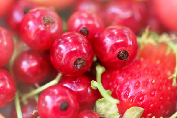 Saftiga röda vinbär bär. makro skott — Stockfoto