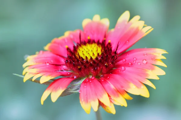 Marguerite rouge et jaune dans le jardin — Photo
