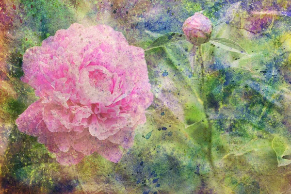 Kunstwerk mit rosa Pfingstrosenblume und buntem Aquarell-Splatter — Stockfoto