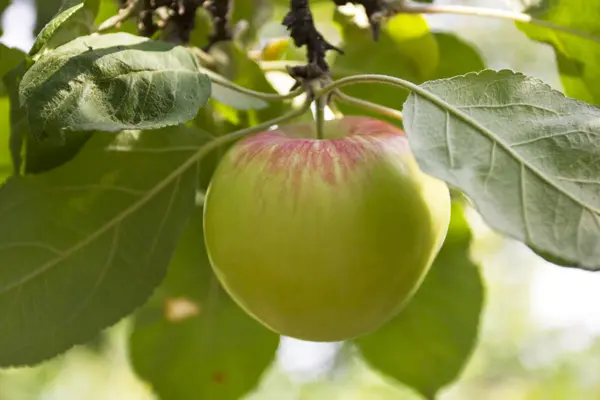 Ripe fresh apple on a tree — Stock Photo, Image