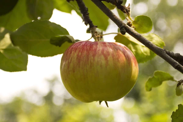Ripe apple on a tree — Stock Photo, Image
