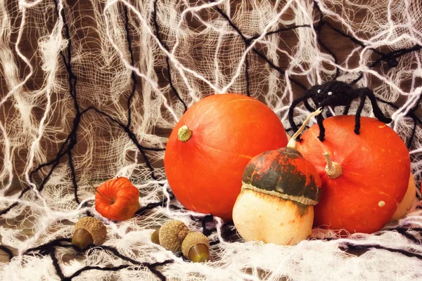 Halloween decorations — Stock Photo, Image