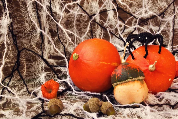 Pumpkins, web and spiders — Stock Photo, Image