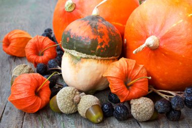 kabaklar, fındık, cape bektaşi. sonbaharda hasat