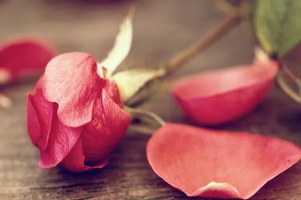 Φθινοπωρινό κόκκινο τριαντάφυλλο. σουτ μακροεντολή — Φωτογραφία Αρχείου