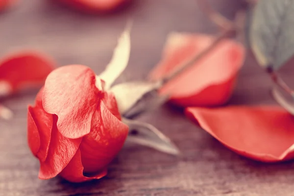 Κόκκινο τριαντάφυλλο κοντά — Φωτογραφία Αρχείου