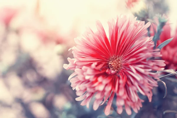 Lovely red aster — Stock Photo, Image