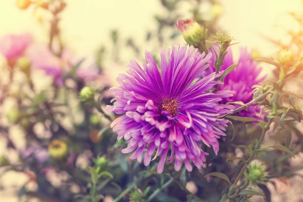 Härlig lila aster — Stockfoto