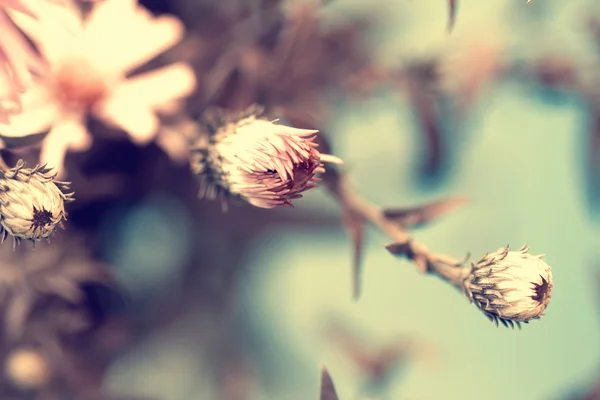 Vintage photo of delicate pink aster's buds — Stock Photo, Image