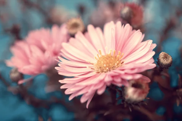 Lovely autumn pink aster close up — Stock Photo, Image