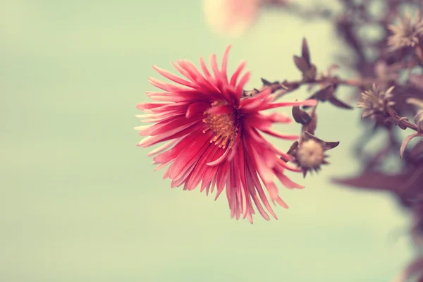 Beautiful vintage red aster — Stock Photo, Image