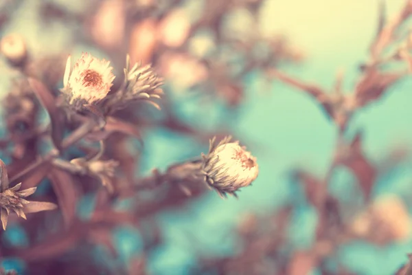 Belle cime di aster rosa — Foto Stock