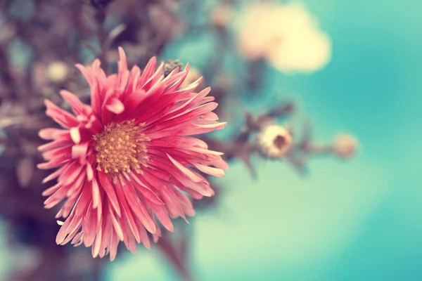 Lovely vintage red aster close up — Stock Photo, Image