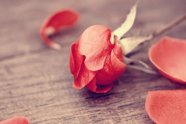 Autumnal red rose close up — Stock Photo, Image