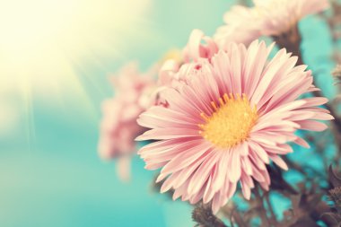 Vintage soluk pembe aster büyüleyici yakın çekim