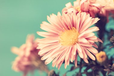 narin soluk pembe vintage Aster
