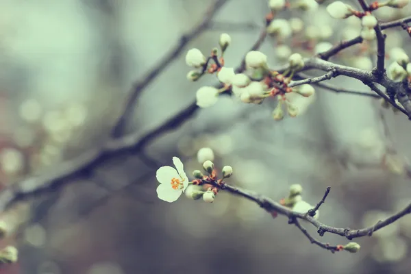 Belos botões de damasco na primavera — Fotografia de Stock