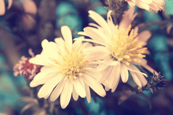 Cute vintage white asters close up — Stock Photo, Image