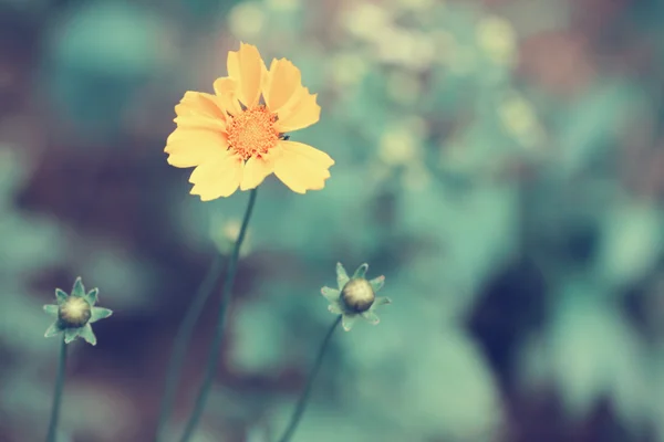 Frágil flor amarilla delicada — Foto de Stock
