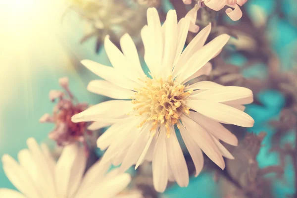 Adorable vintage white aster close up — Stock Photo, Image