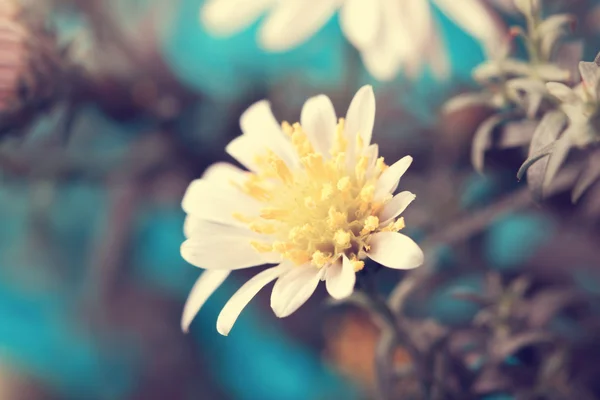Tender fragile white aster close up — Stock Photo, Image
